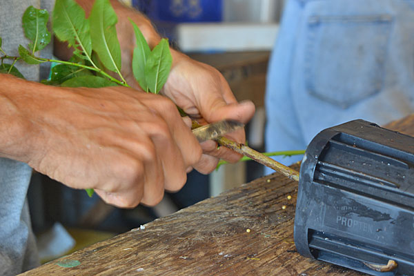 Grafting & Summer Chip Budding Seminar