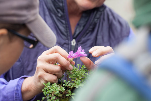 Botany Walk & Plant ID Workshop