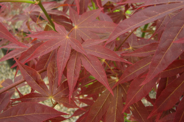 Fireglow Japanese Maple