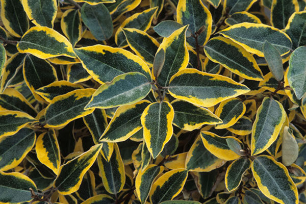 Gilt Edge Silverberry
