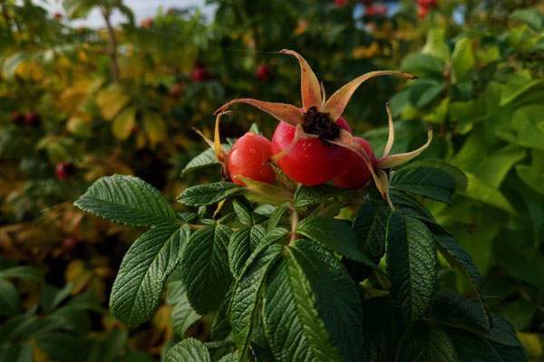  Rugosa Rose Hips