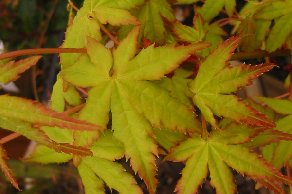 Ueno Yama Japanese Maple