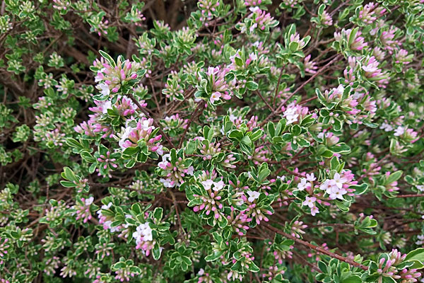 DaphneSilverEdge