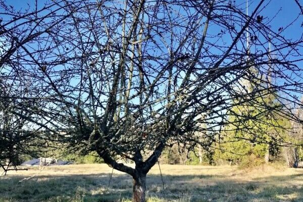 Renovating Older Fruit Trees