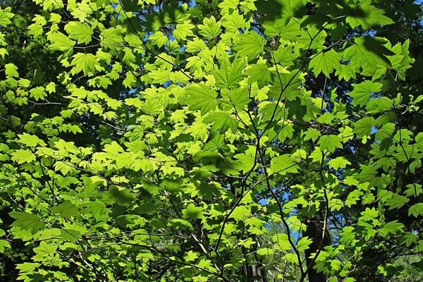 All PNW Native Plants