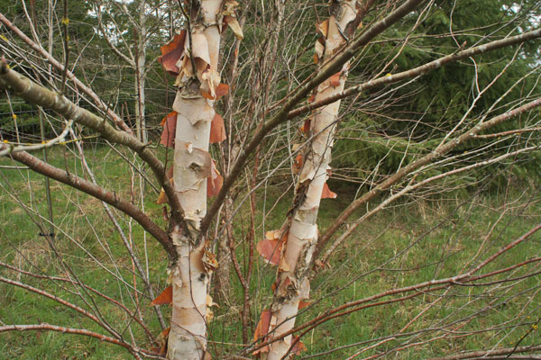 Heritage River Birch