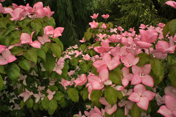 Satomi Pink Chinese Dogwood