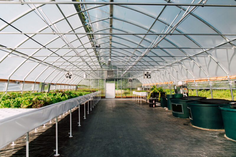 Aquaponics for Sustainable Growth