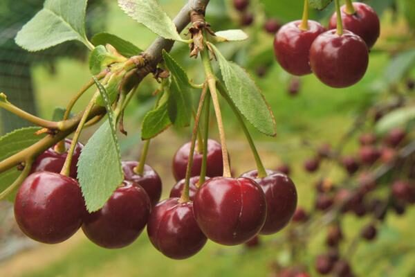 Cherry Trees