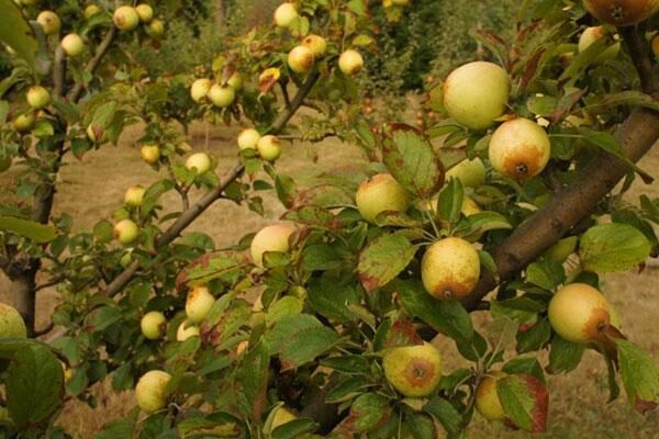 Cider Apple Trees