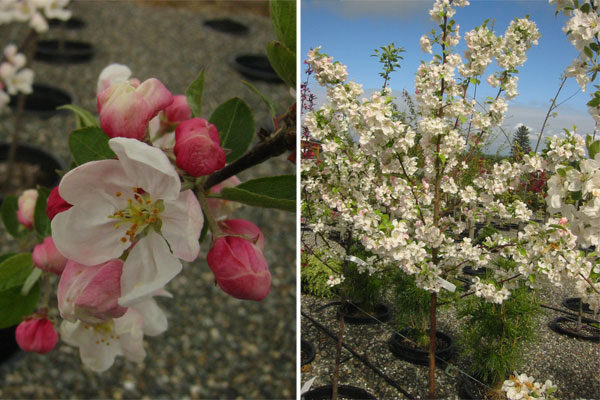 Crabapple Trees