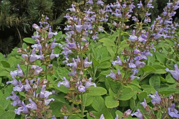 Culinary Herbs