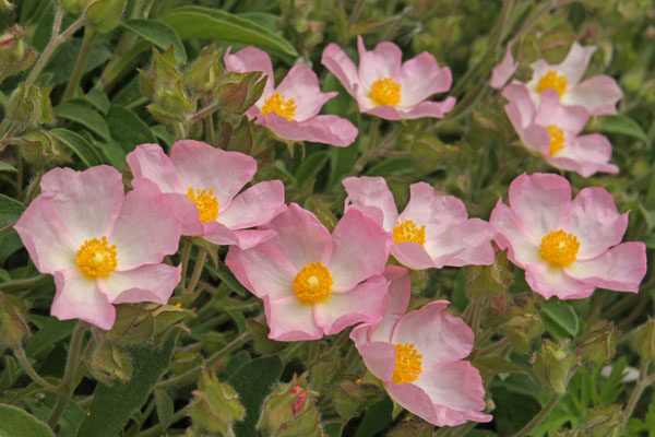 Drought Tolerant Plants