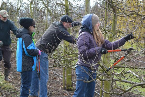 Fruit Tree Workshops