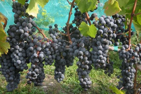 Grapevines