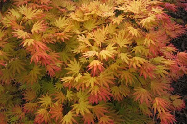 Japanese Maples