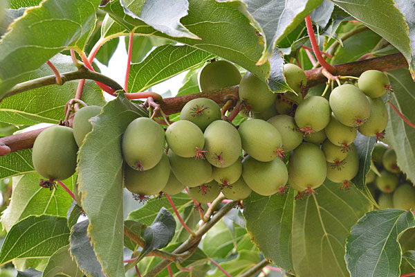 Kiwi Vines
