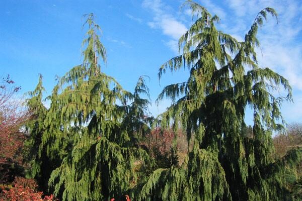 Large Growing Conifers