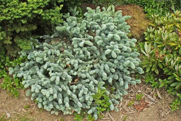 Dwarf & Miniature Conifer