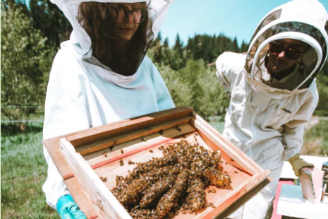 Sustainable Beekeeping and Beeswax Candle Dipping