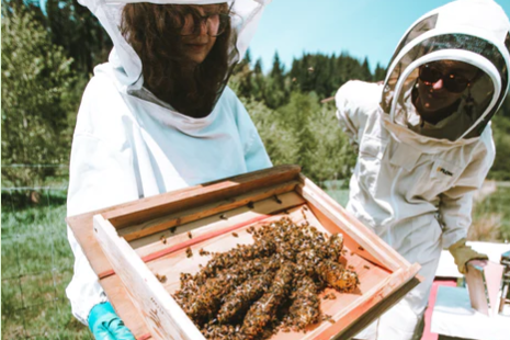 Sustainable Beekeeping and Beeswax Candle Dipping (sold out)