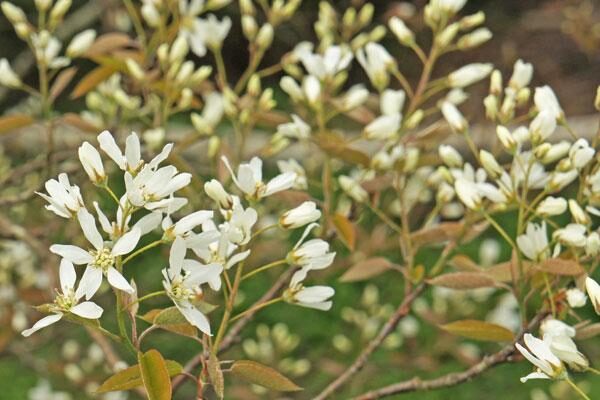 PNW Native Shrubs