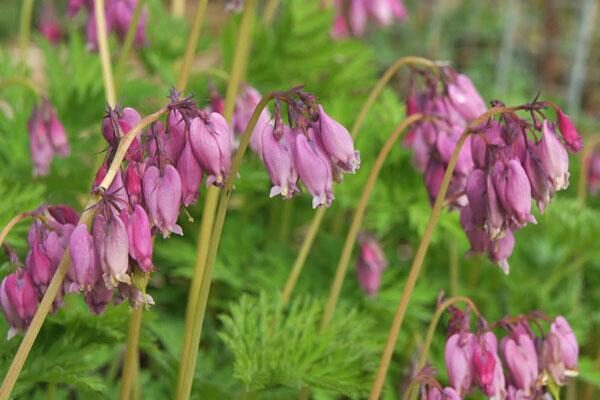 PNW Native Perennials