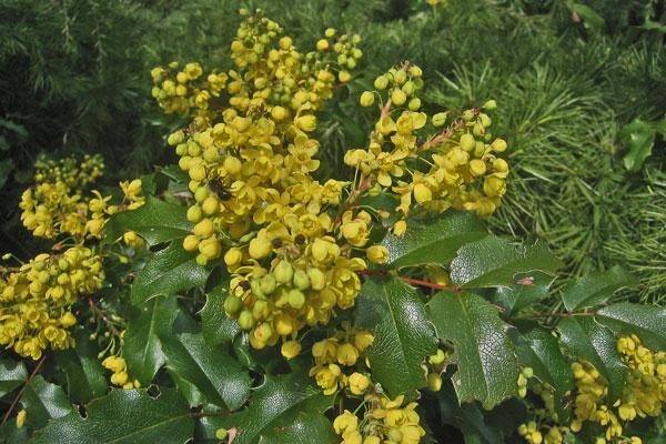 Pacific NW Native Plants