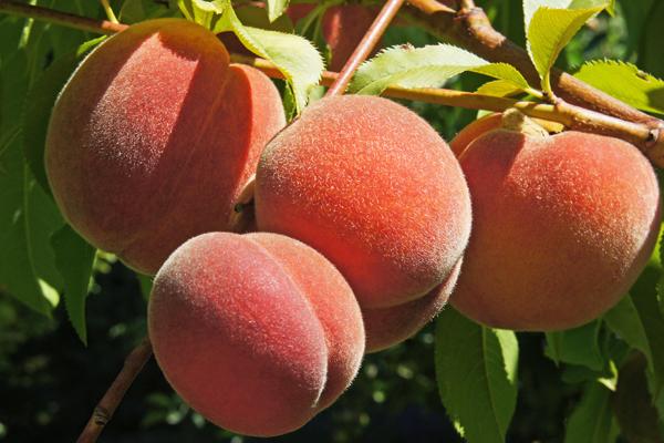 Growing Stone Fruit