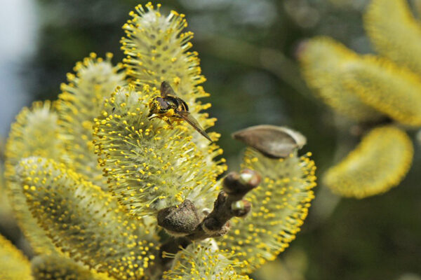 Pollinator Plants