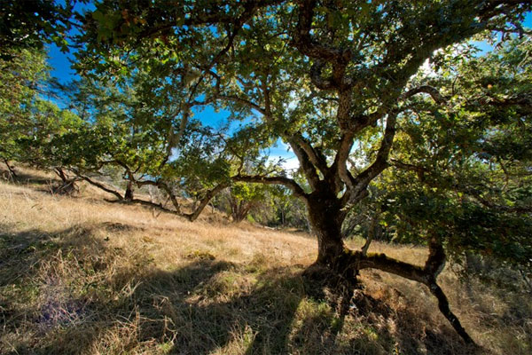 Oregon White Oak