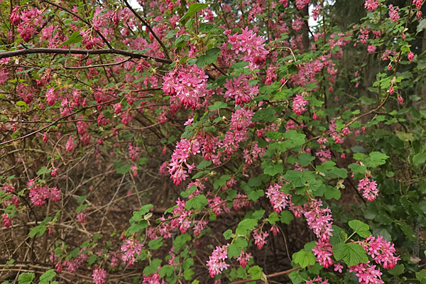 Red Flowering Currant