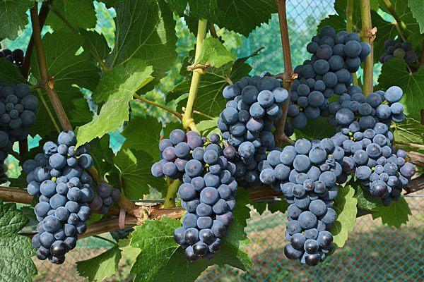 Red Wine Grapevines