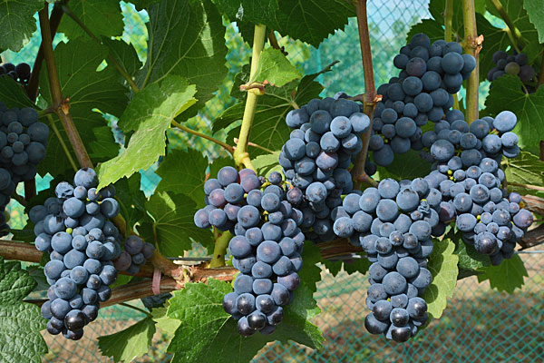 Growing Table and Wine Grapes