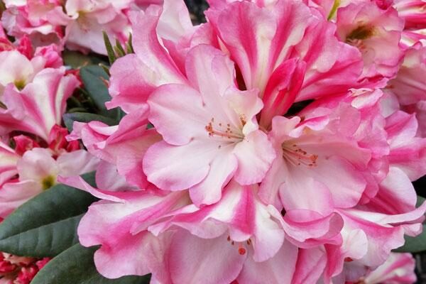 Rhododendrons