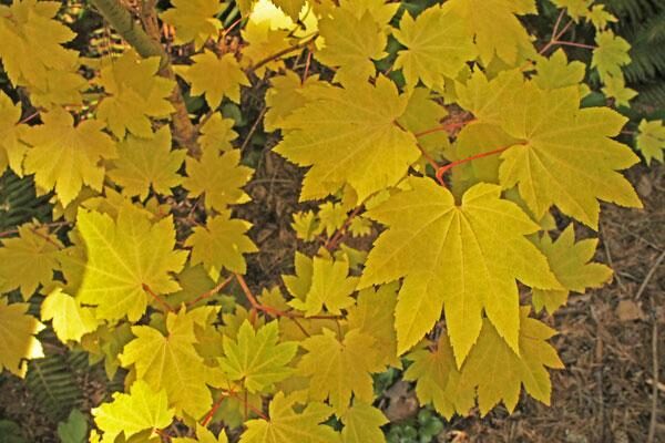 Selected NW Native Plants