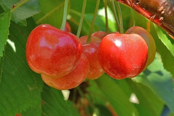 Sweet Cherry Trees