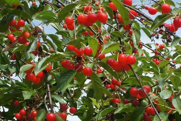 Tart/Pie Cherry Trees