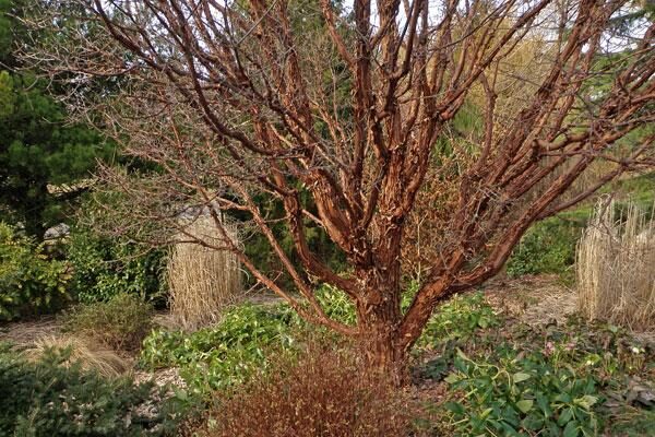 Trees for Form & Foliage