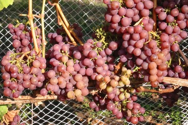 White Wine Grapevines