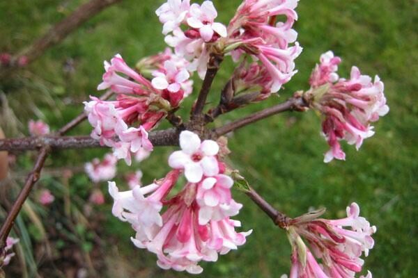 Winter Interest Plants