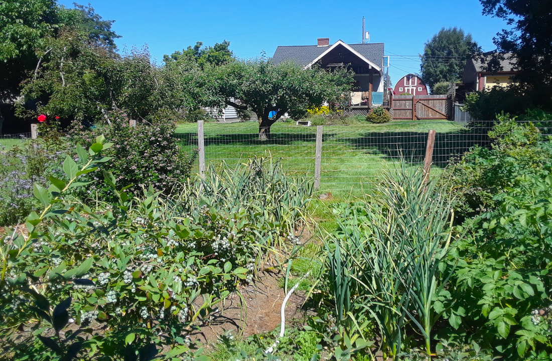 Optimize Your Kitchen Garden