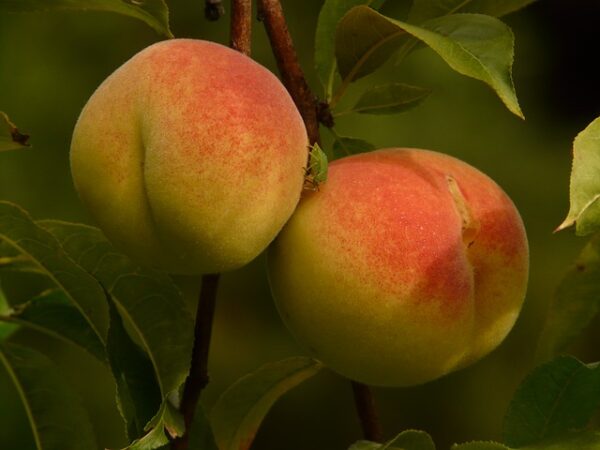 oregon-curl-free-peach-71530_1