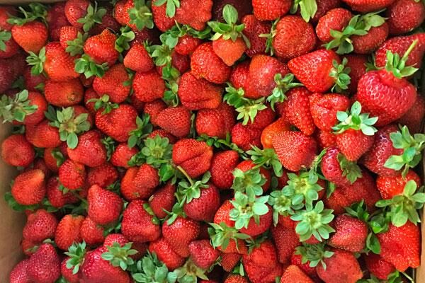 Strawberry Plants