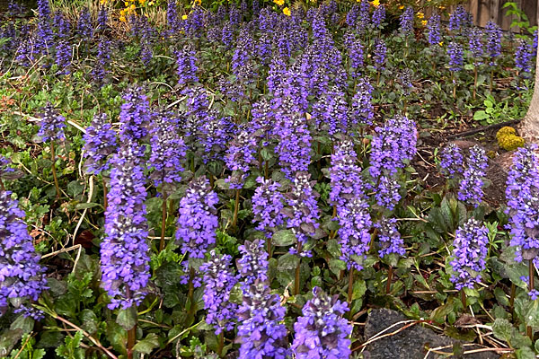 Groundcovers