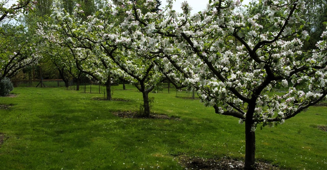 Cosmic Crisp® Apple Tree  Cloud Mountain Farm Center & Nursery