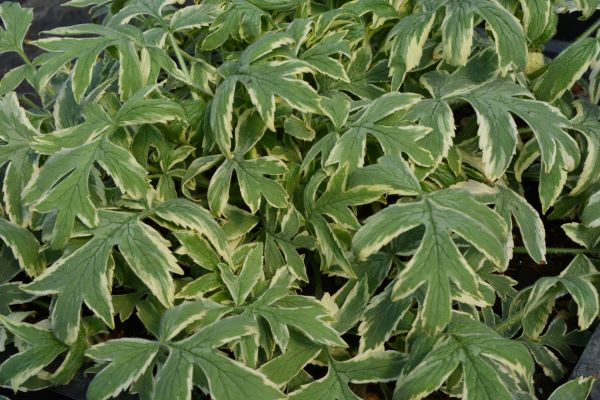 Variegated Pacific Waterleaf