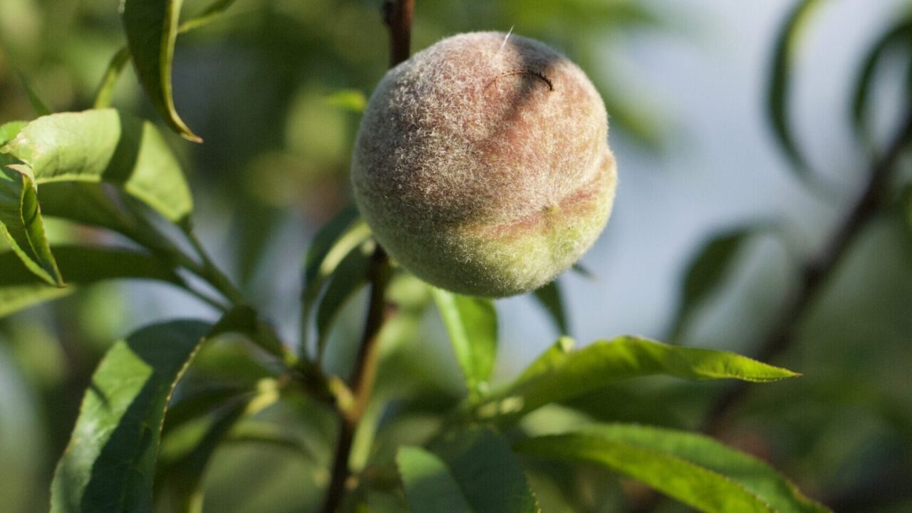 Growing Peaches Cloud Mountain Farm Center & Nursery