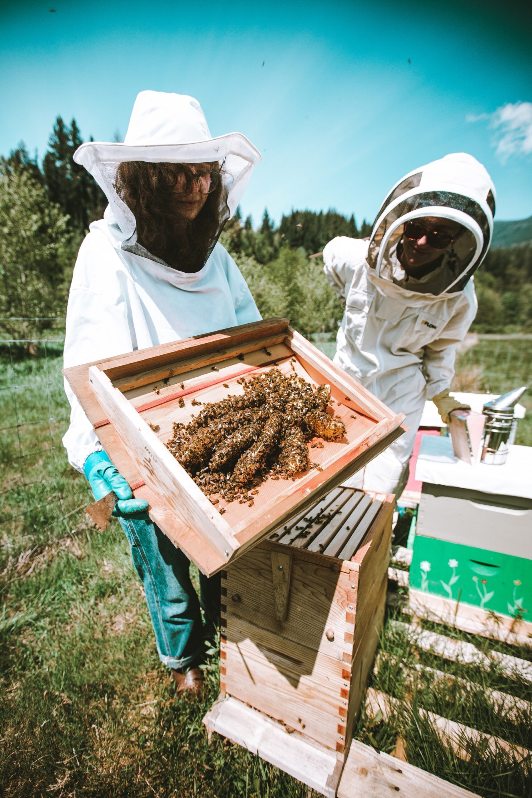 Hive to Table: Sampling Whatcom County's Honey and Pollen Varieties