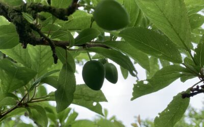 Notes from the Field: May 13th, 2024